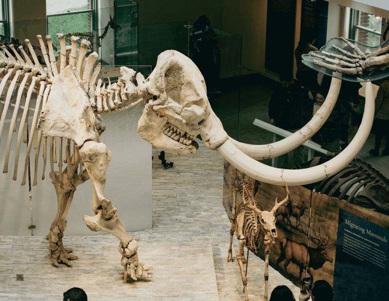 A mammoth skeleton in the Natural History Museum of Los Angeles County, California. 