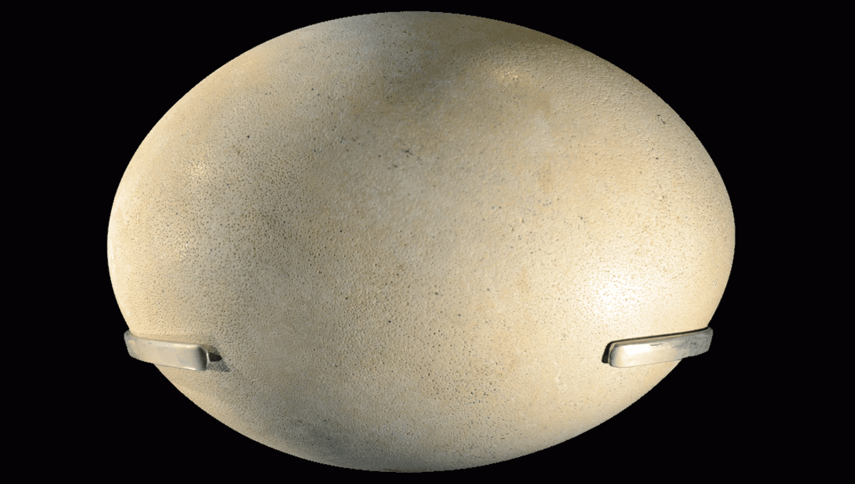What’s The Largest Egg Of Any Animal? Clue: It Doesn’t Come From An Ostrich