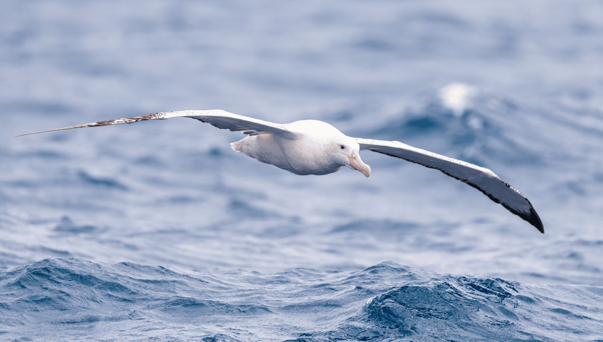 Albatros Bersalju, Burung Terbang Terbesar, Ahli Penerbangan Jauh