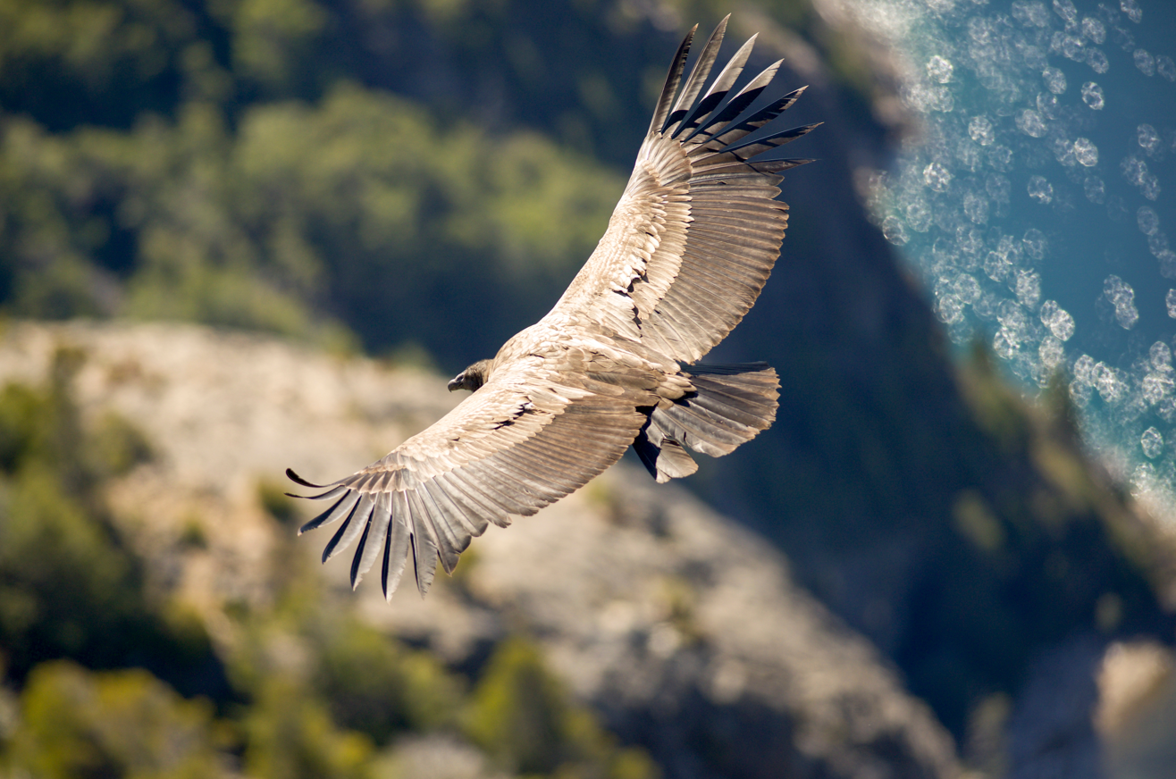 The Andean condor, the world's biggest bird of prey, cruising.