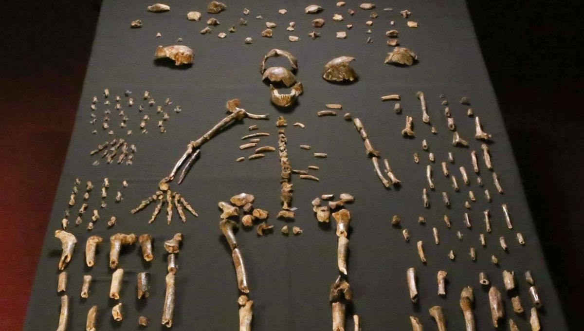 Homo Naledi Mungkin Telah Menguburkan Mayatnya, Kata Reviewer