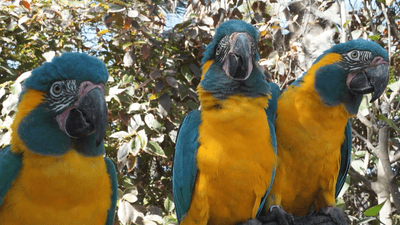 three blue throated macaws