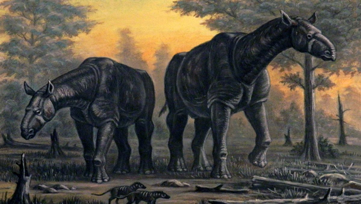 Paraceratherium: The Largest Mammal Ever Made African Elephants Look Incredibly Small
