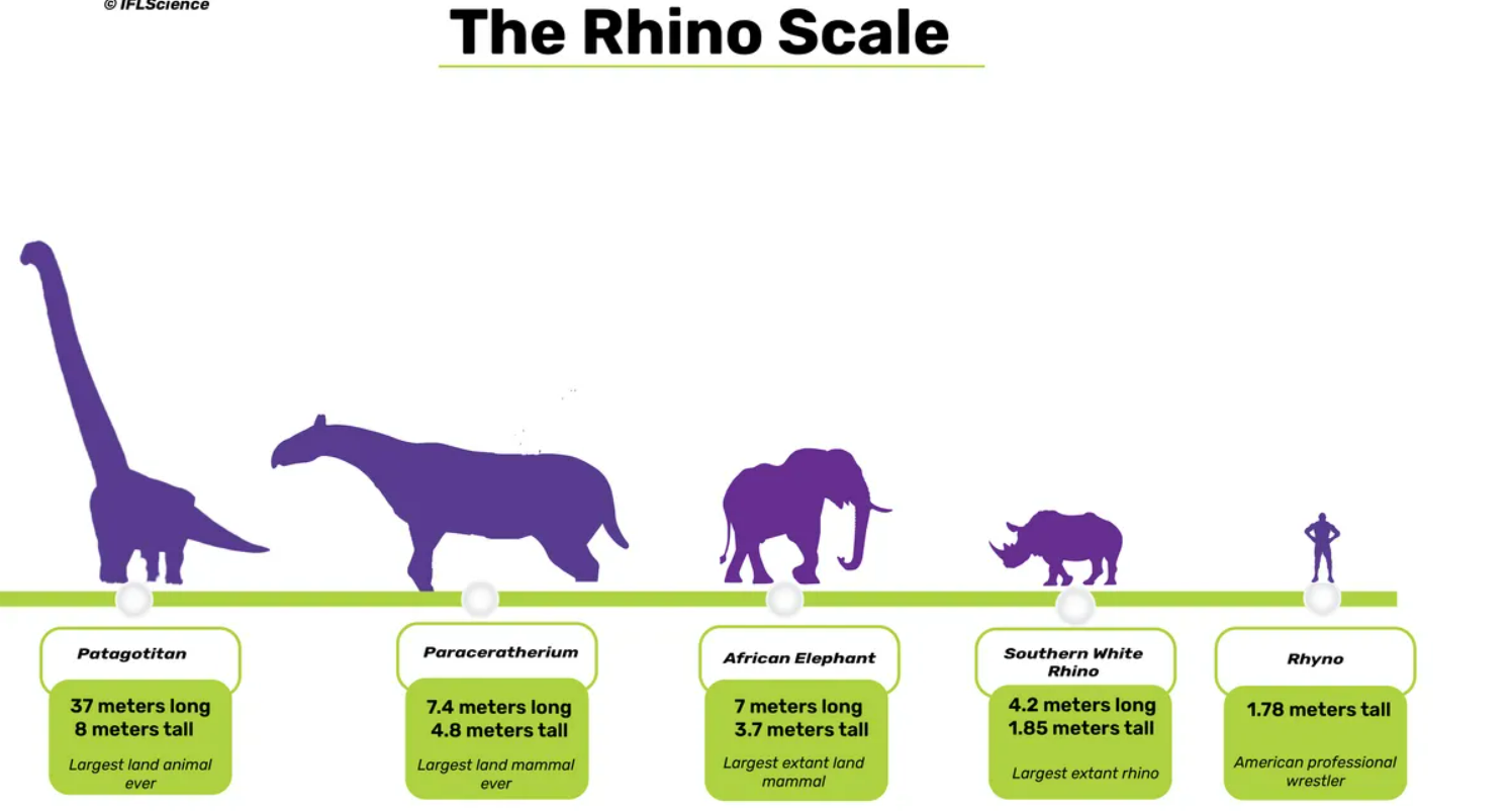 A diagram comparing the size of Paraceratherium to other large mammals and dinosaurs. A diagram comparing the size of Paraceratherium to other large mammals and dinosaurs.
