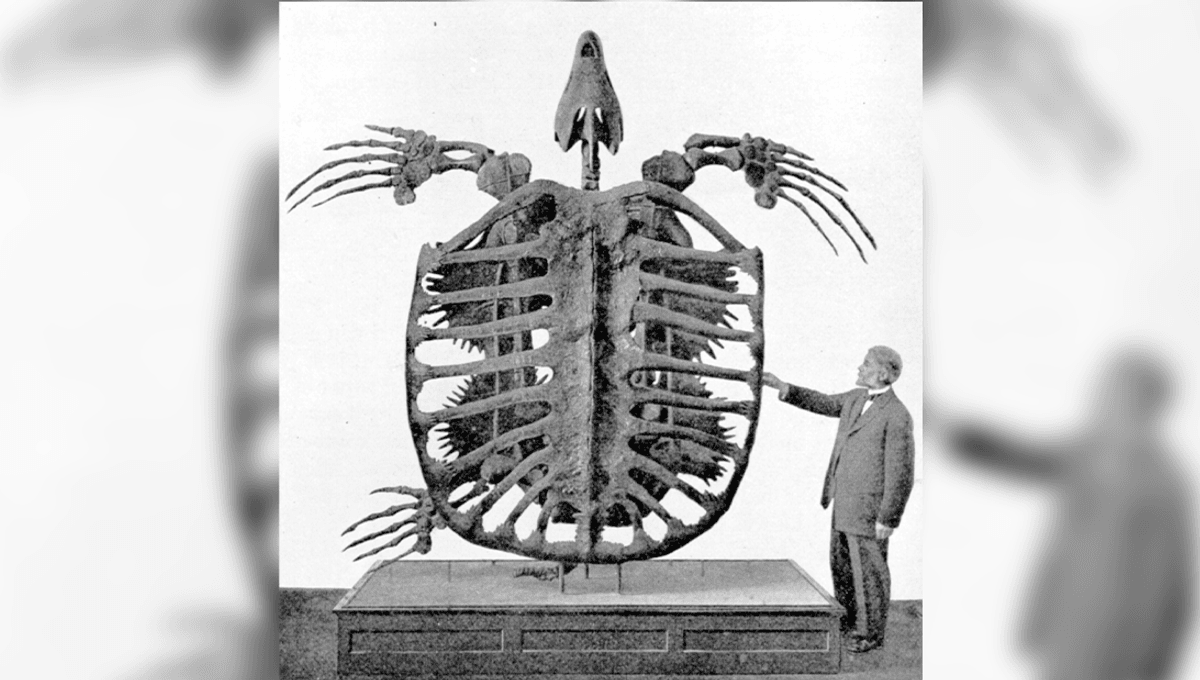 Archelon, Penyu Terbesar yang Pernah Hidup dengan Panjang 4,6 Meter