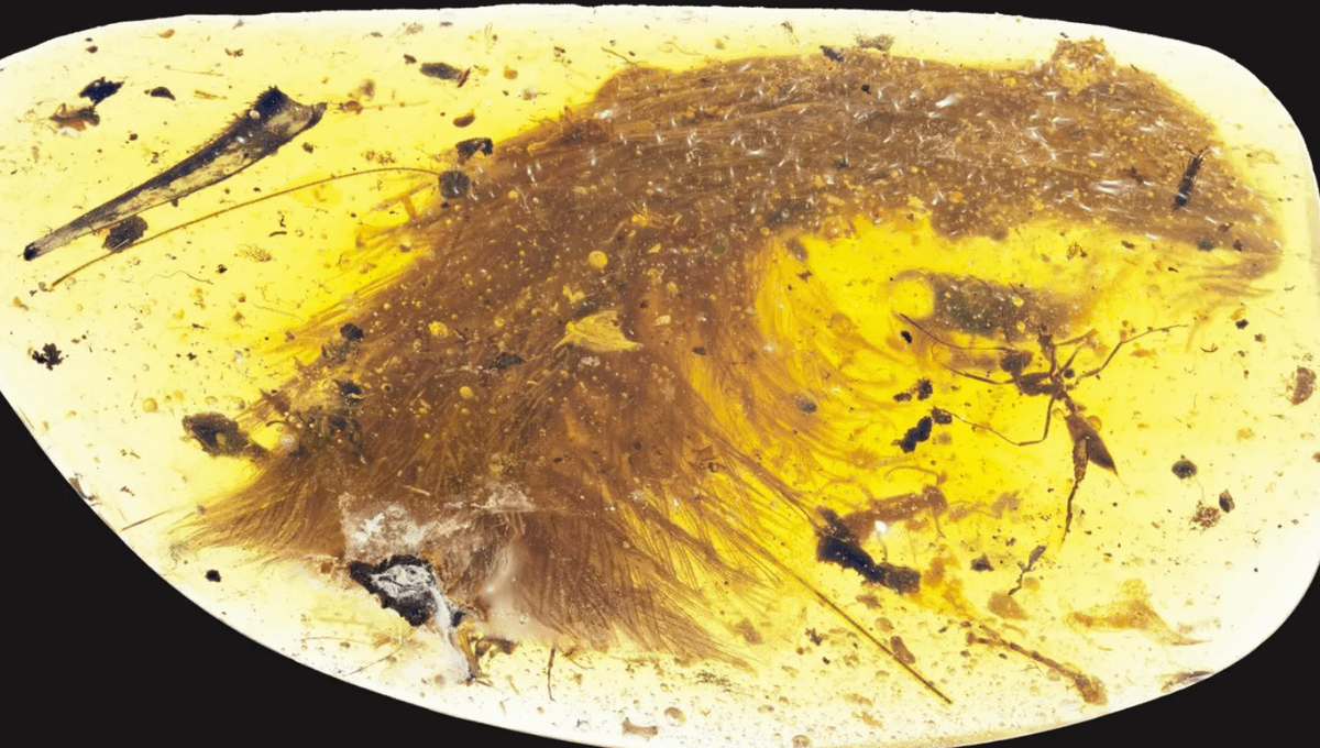Ekor Dinosaurus Terawet Dalam Amber 99 Juta Tahun Ternyata Salah Identifikasi