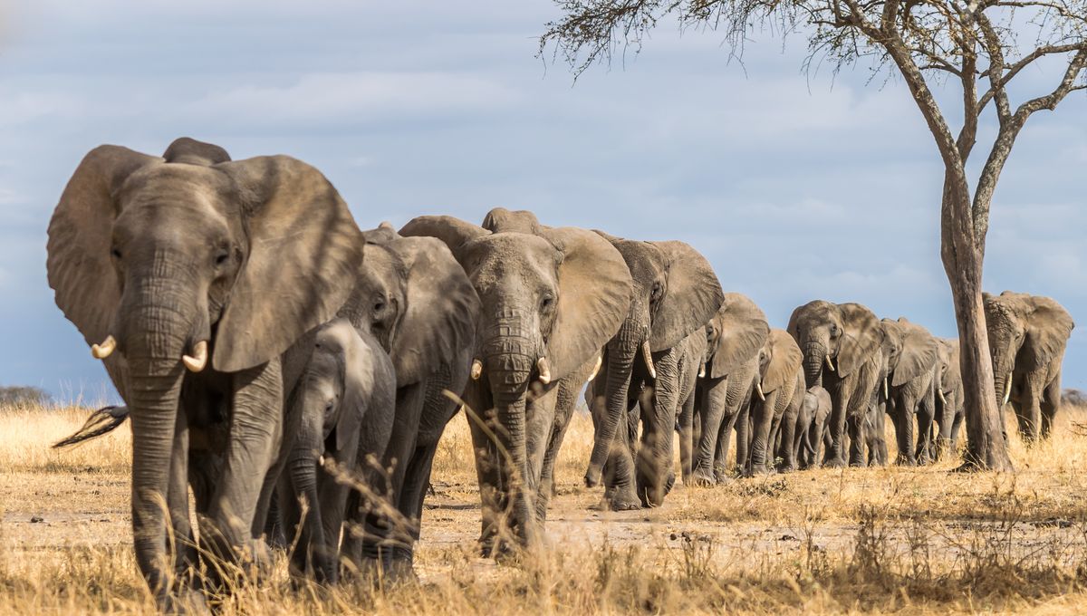 Manusia Mulai Memburu Gajah 1,78 Juta Tahun Lalu di Tanzania