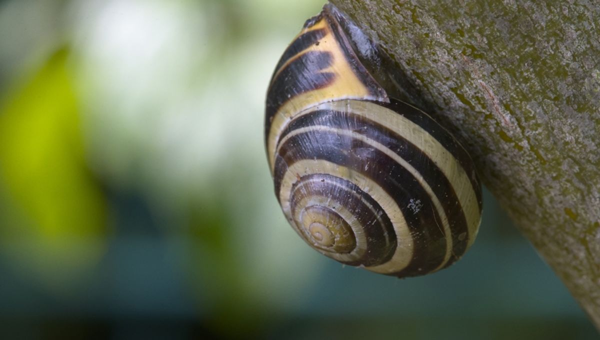 Siput Pendaki Pohon Melakukannya Dengan Alasan yang Sangat Baik