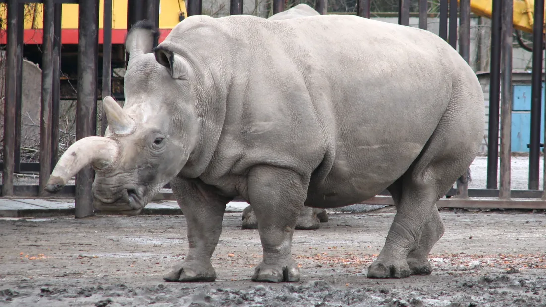 The Only Know Hybrid Between Northern And Southern White