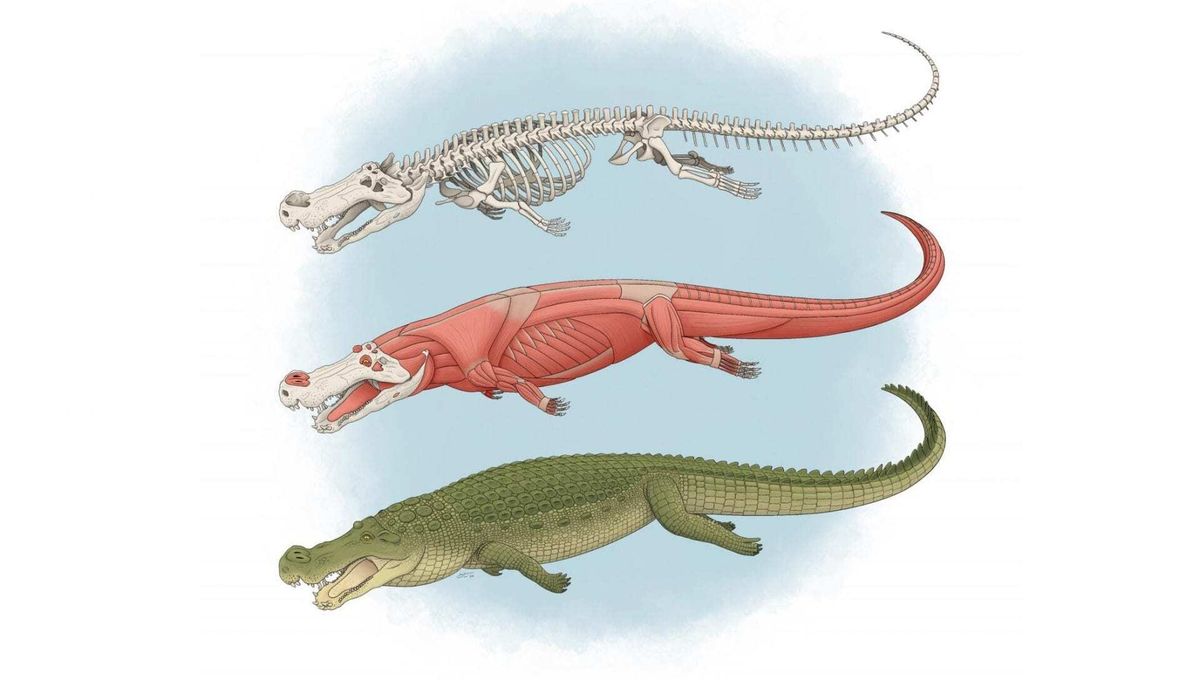 Krokodil Raksasa Terbesar yang Pernah Ada “Menakuti Dinosaurus”