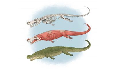 An illustration of Deinosuchus from the cover of Vertebrate Paleontology in 2020.