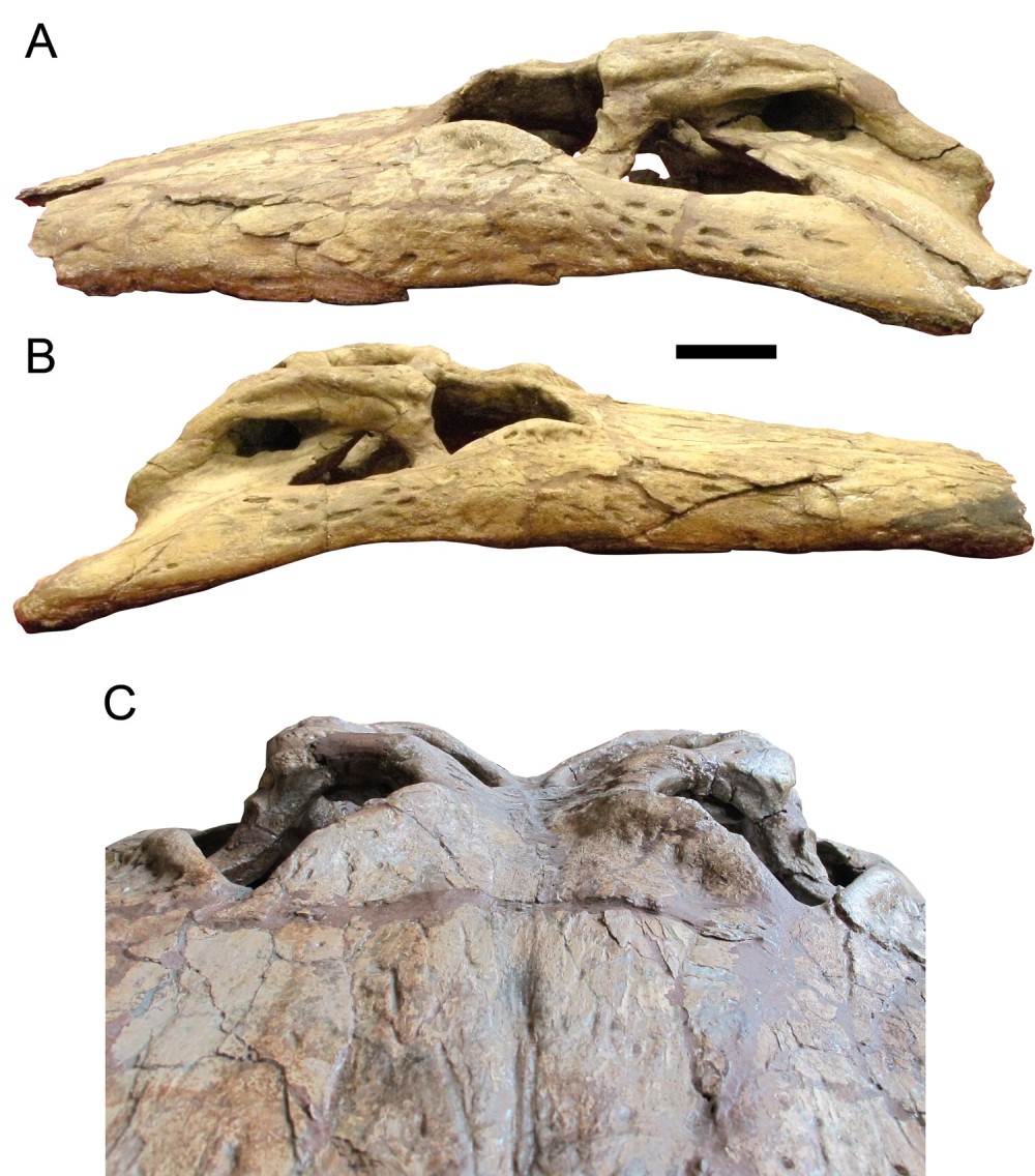 Skull specimen of Deinosuchus schwimmeri.