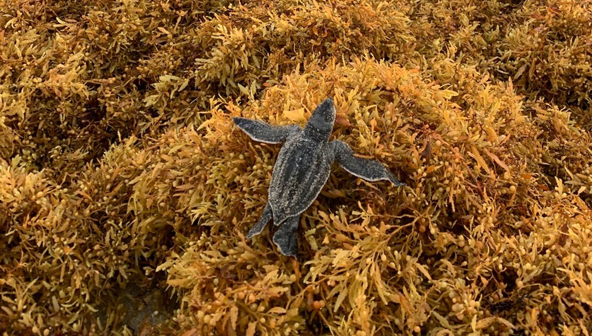 Blob Sargassum Bau di Florida Hambat Penyu Menuju Laut