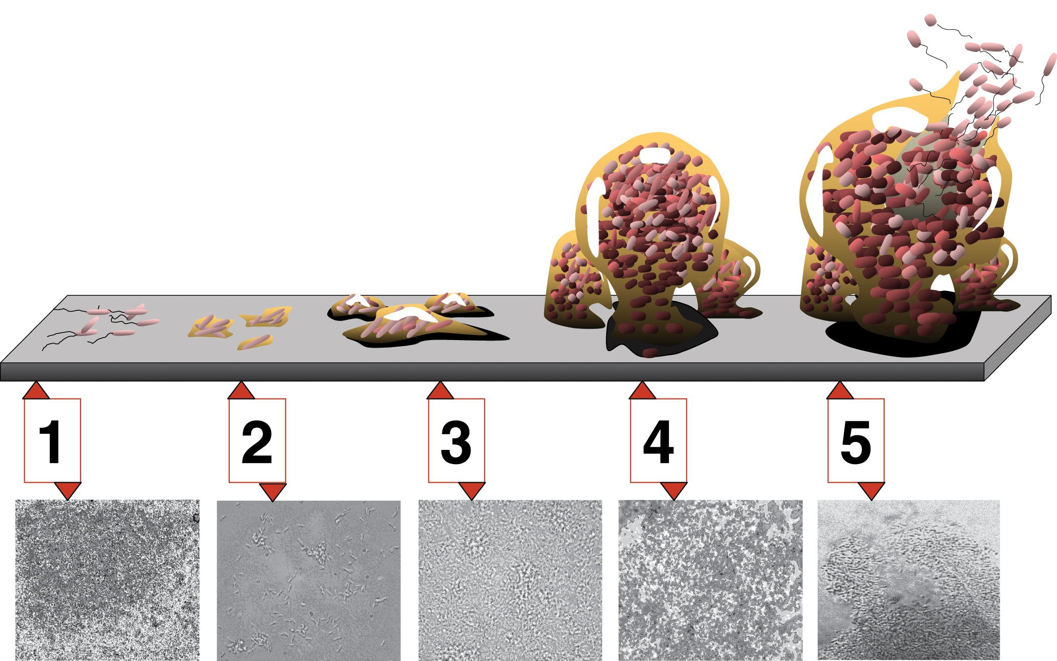 diagram of five stages of biofilm formation, with cartoons depicting the buildup of the biofilm linked to microscope images of Pseudomonas aeruginosa showing each stage in real life