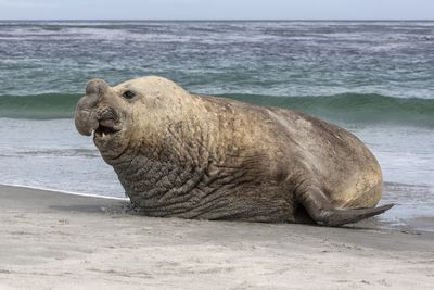 Southern elephant seal bull laying on the shore