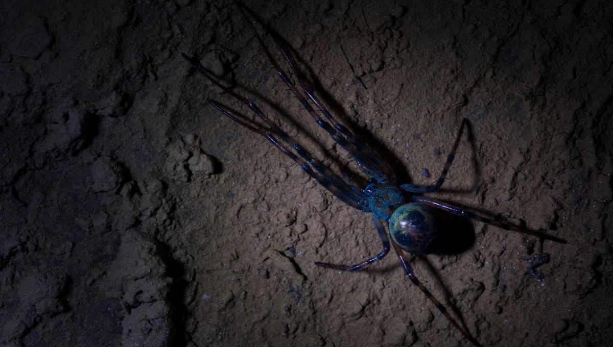 Apa Itu Spider Tambang? Ragam Arachnida Menyeramkan di Gua Berhantu