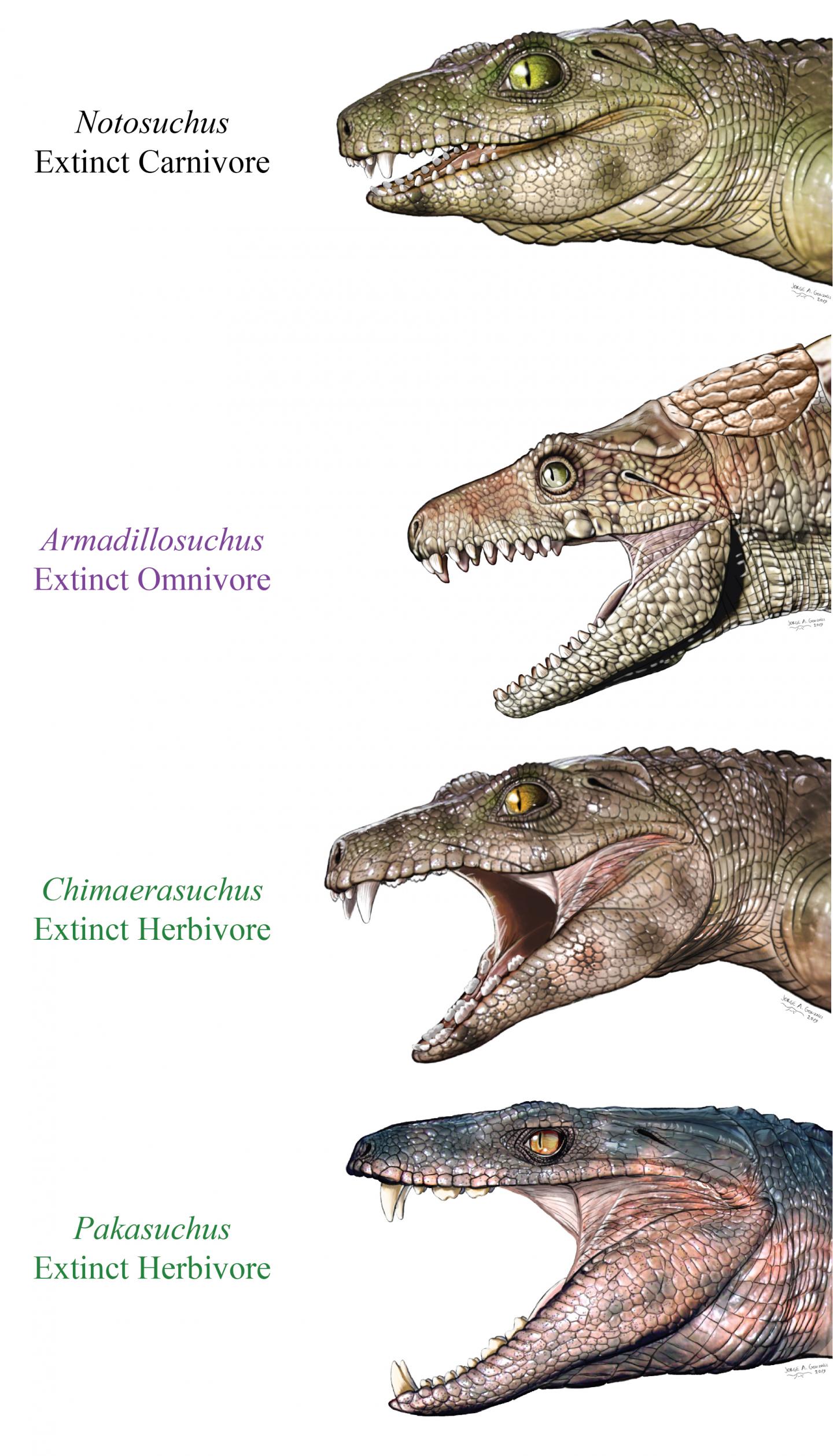 Paleo reconstructions of extinct crocodyliforms.
