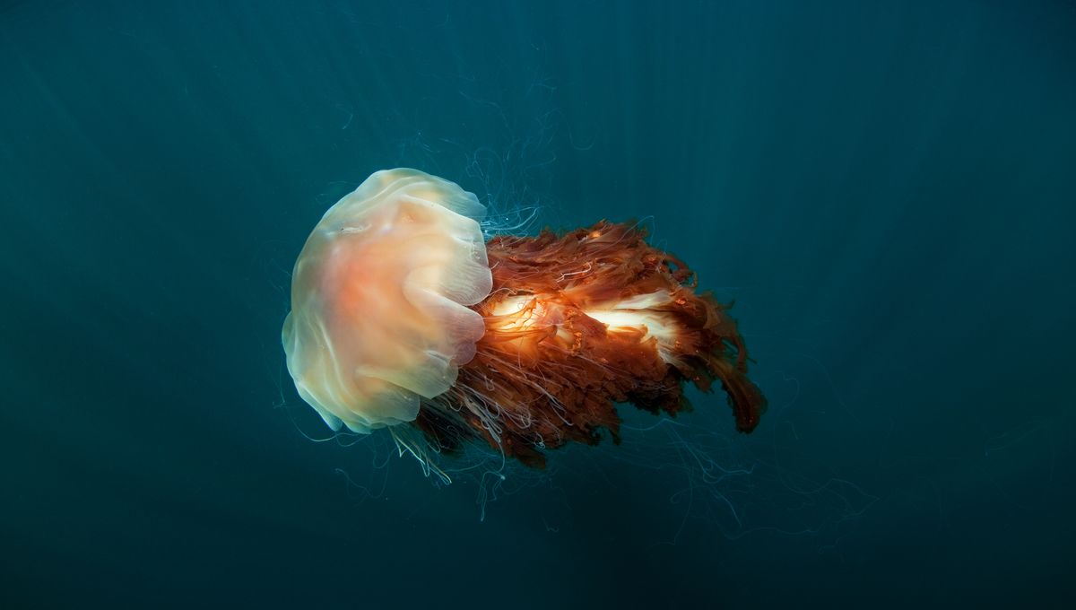 Jellyfish Lion’s Mane, Ubur-Ubur Terberat di Dunia, Seberat 1.000 kg