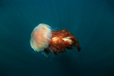 Lion's mane jellyfish in the sea with pale bell and lots of long brown tentacles