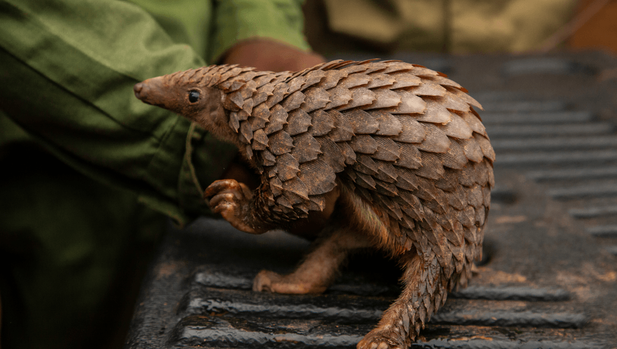 Pangolin Perut Putih Miliki Genom Terbesar di Antara Mamalia, 114 Kromosom