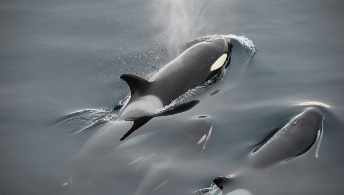 Ibu Orca dari J-Pod Terlihat Membawa Anak Sapi Mati di Washington