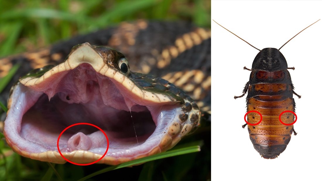 an image of a snake with its mouth open on the left and a large cockroach on a white background on the right