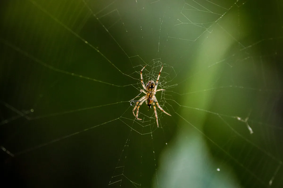 https://assets.iflscience.com/assets/articleNo/80840/aImg/86475/spider-l.webp