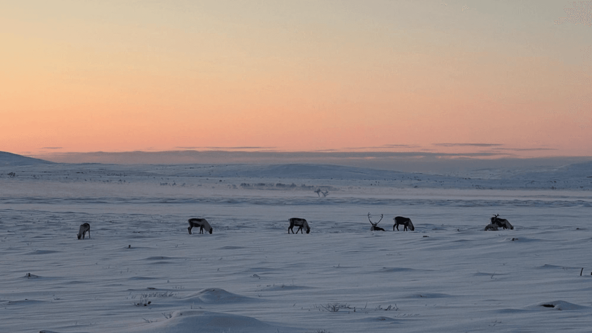 Reindeer Bring A Gift Greater Than Any Of Santa’s – Hope Of A Stable Climate