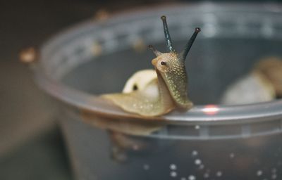 a snail on the edge of a clear pot with antennas in the air