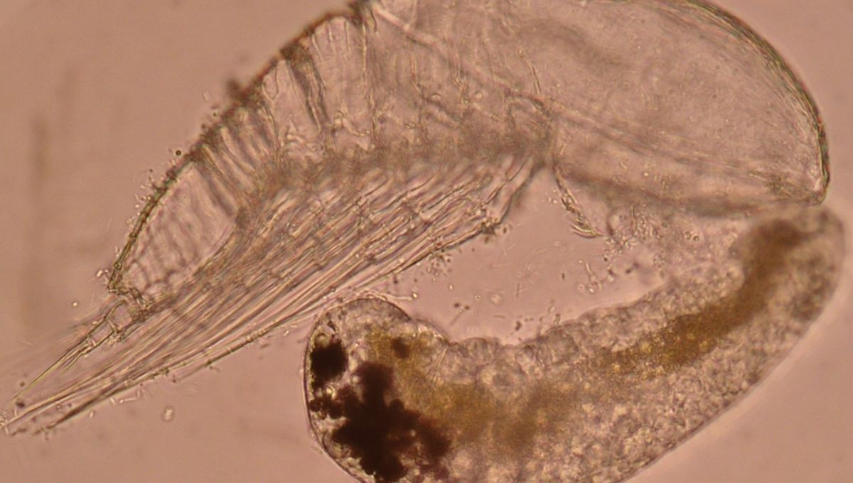 Larva Facetotectan Mirip Kumbang Memiliki Siklus Hidup Mencengangkan
