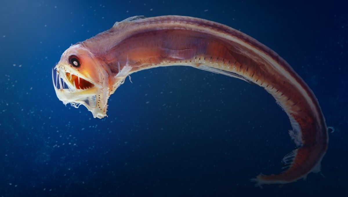 Bagaimana Ikan Laut Dalam Bertahan di Bawah Tekanan Ekstrem?