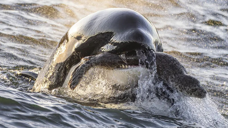 one year old orca hunting a harbor seal