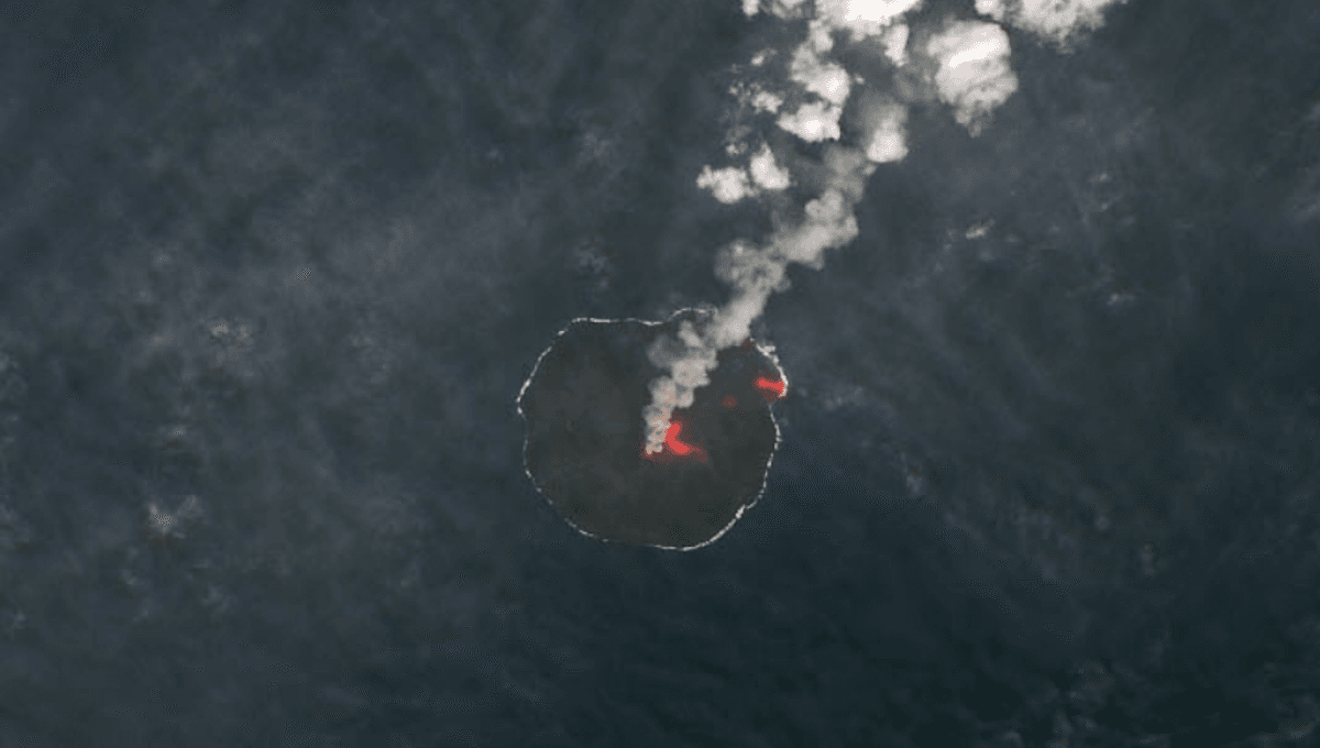 How Did Plant Life Reemerge On This Volcanic Ocean Island After It Erupted In 2013? DNA Offers New Clues