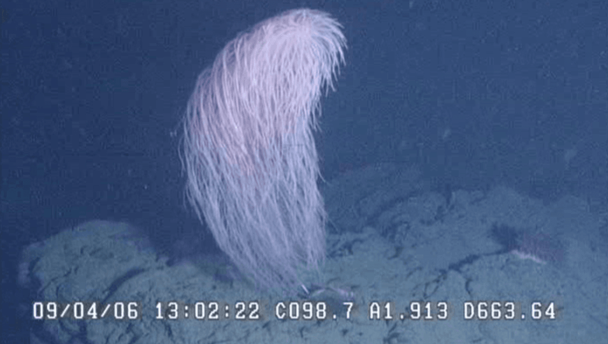 Temui Coral Chewbacca: Spesies Baru 4 Kaki yang Ditemukan di Laut