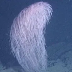 hairy chewbacca coral on the seabed