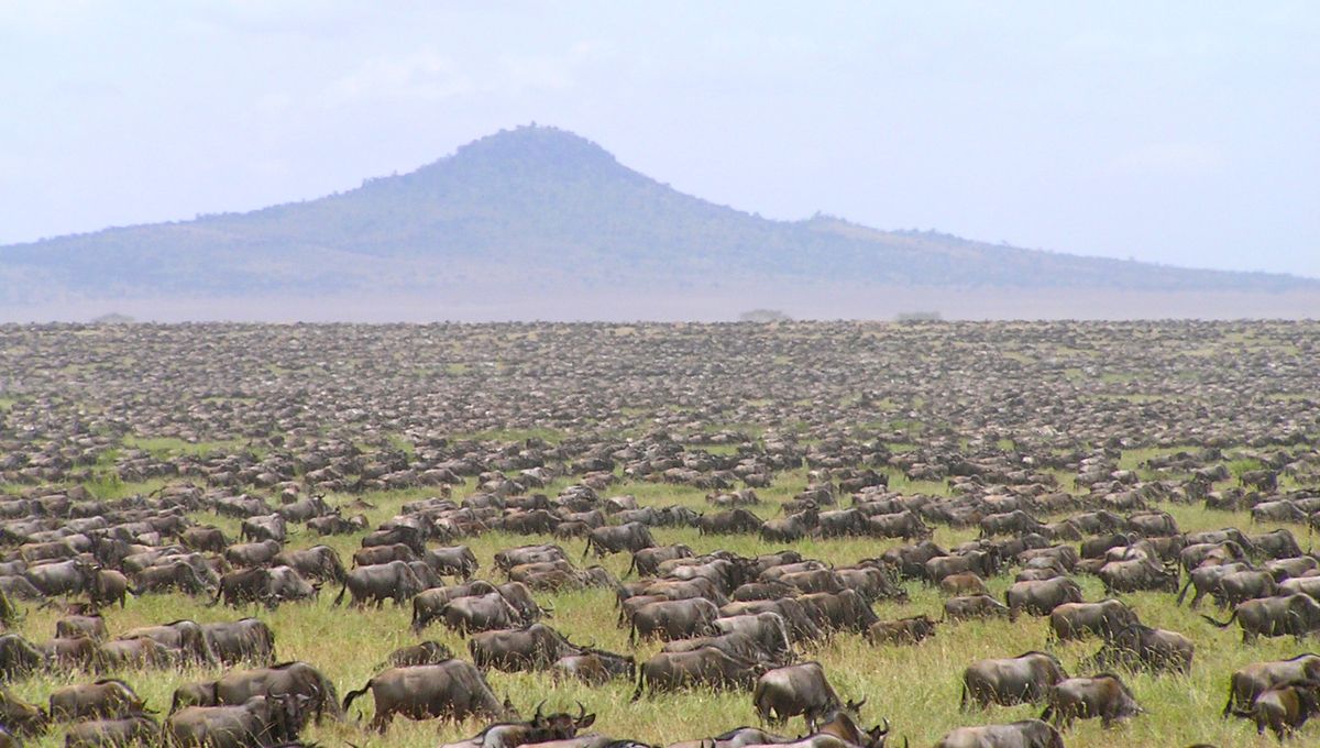 Model AI Baru Ungkap Setengah Sekawanan Kuda Nil Serengeti “Menghilang” Model AI Baru Ungkap Setengah Sekawanan Kuda Nil Serengeti “Menghilang”