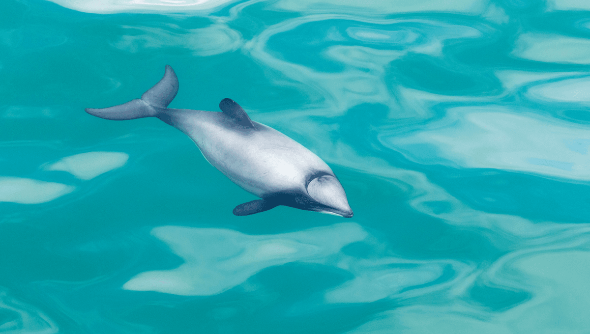 Dolphin Hector: Ahli Akrobat Bawah Air, Ikan Paus Terkecil di Dunia