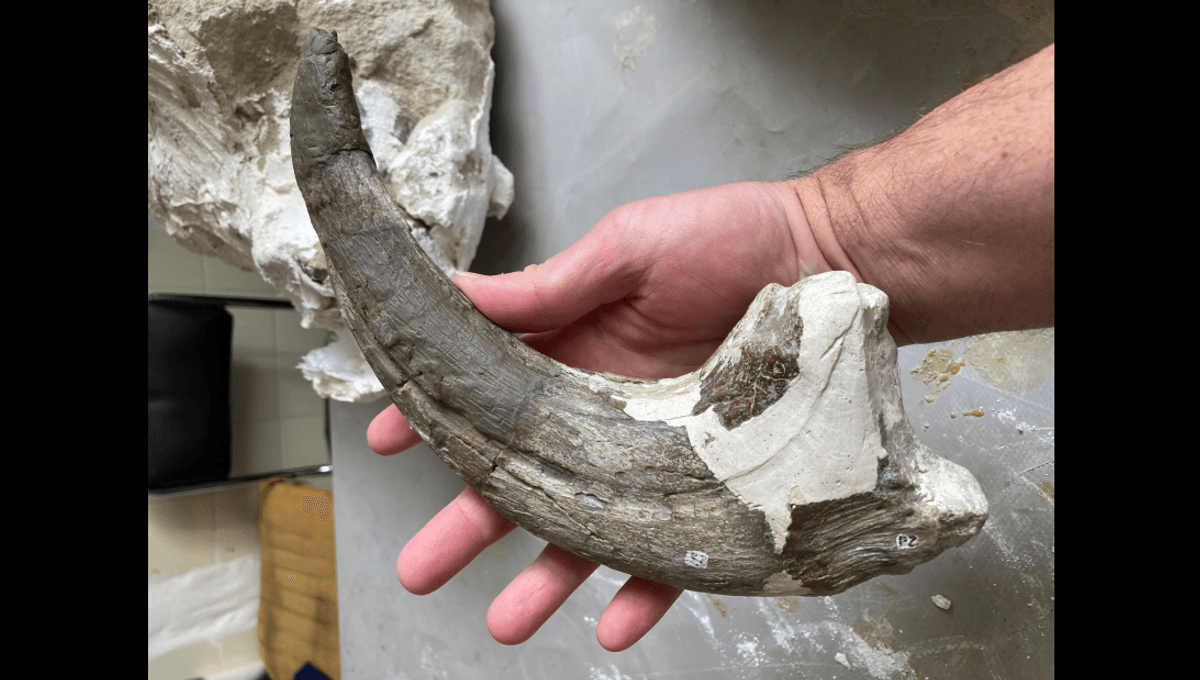 Dinosaurus Pemakan Krokodil Menguasai Amerika Selatan 70 Juta Tahun