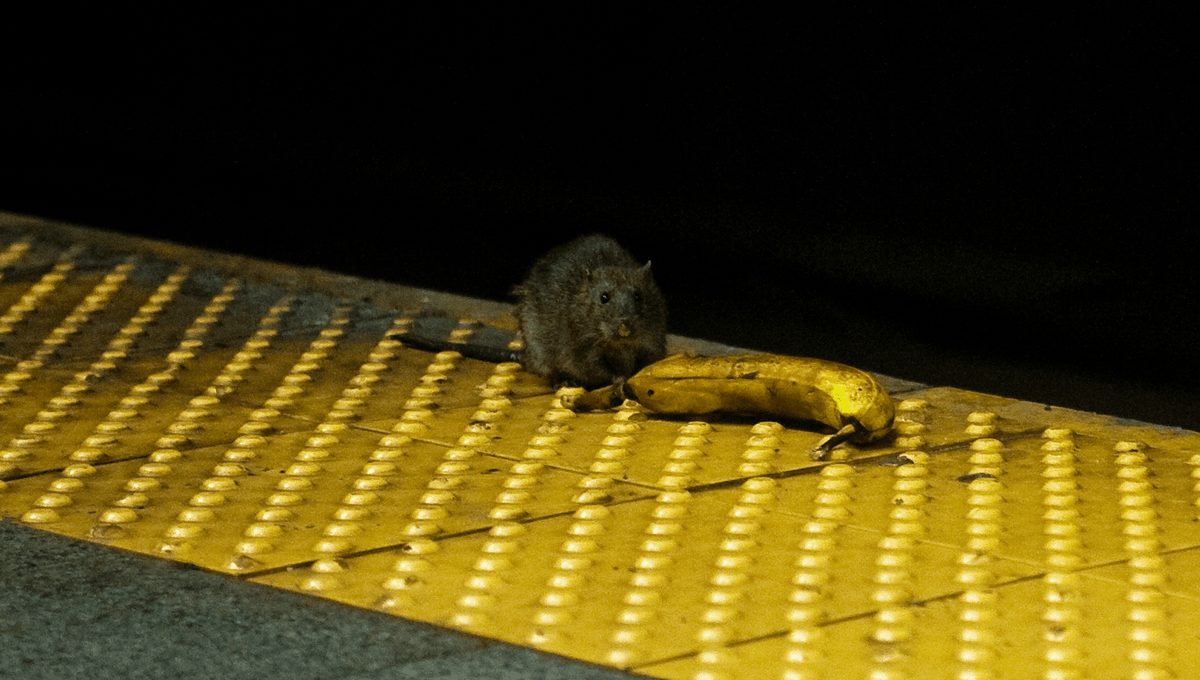 Rat New York Nikmati Kehidupan Malam yang Meriah dan Bahasa Sendiri
