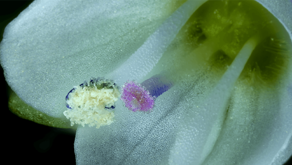 Pemenang Video Nikon Small World In Motion 2025: Kecil dan Hebat