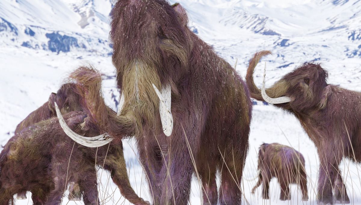 These Species Interbred In North America 36,000 Years Ago, Creating Mammoth Hybrids