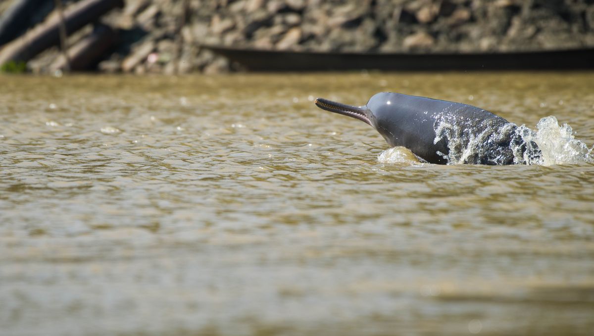 Tingginya Kandungan Mikroplastik Terpendam diUsus Lumba-lumba Sungai Indus