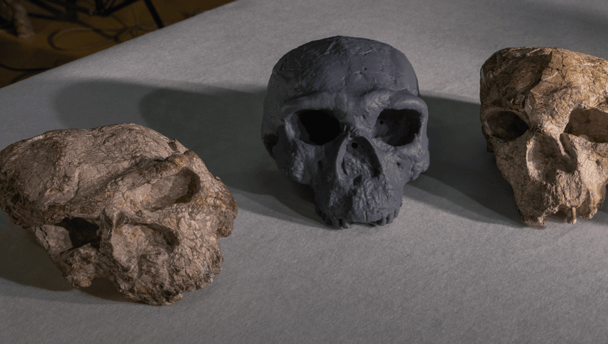 Tengkorak Berusia Juta Tahun Ungkap Homo Sapiens Lebih Tua dari Dugaan