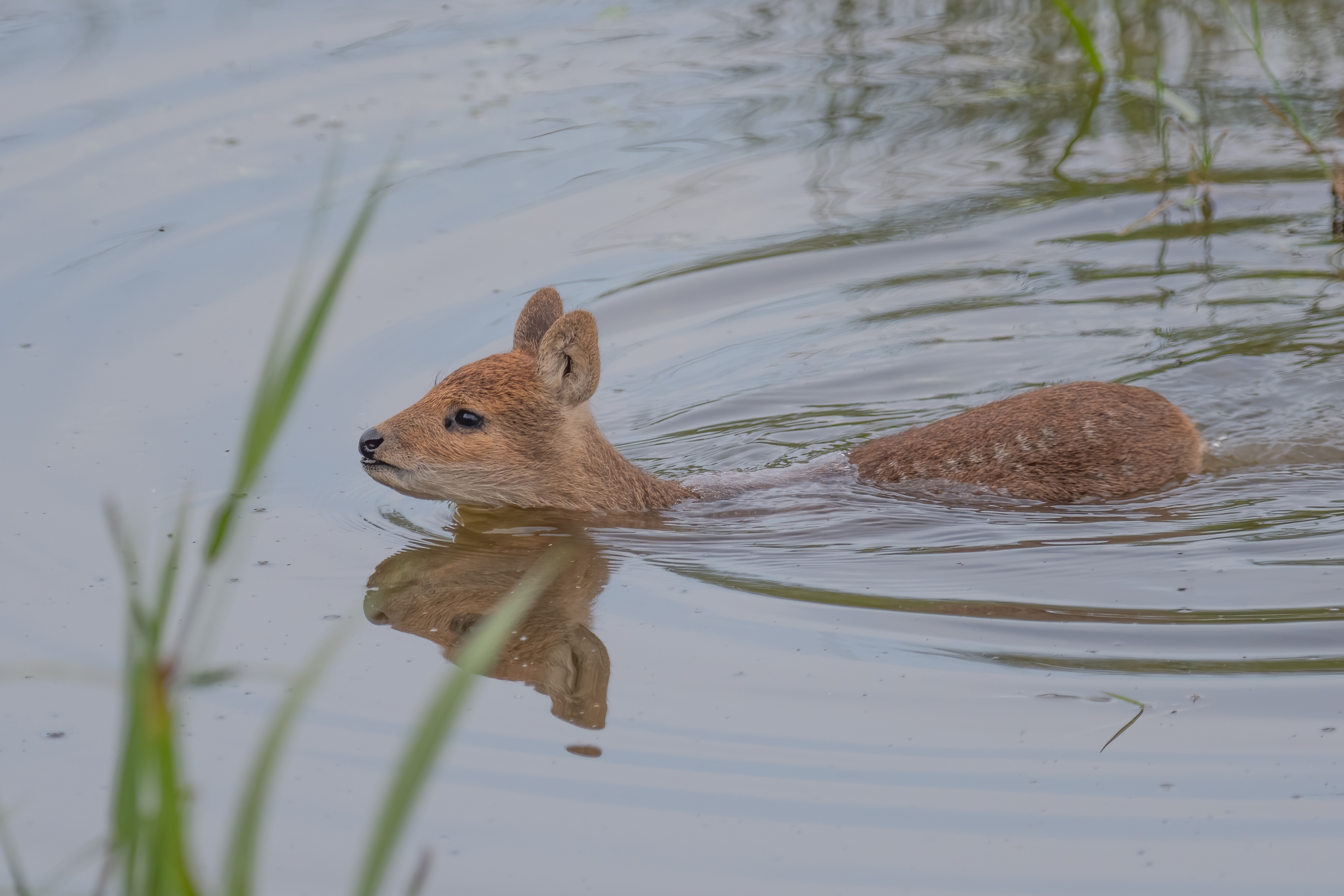 A Chinese water deer fawn swims in reedy water