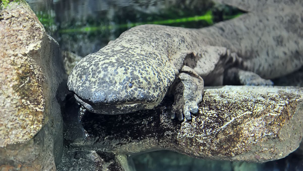 Salamander Raksasa Hibrida Menghadirkan Situasi Sangat Lengket