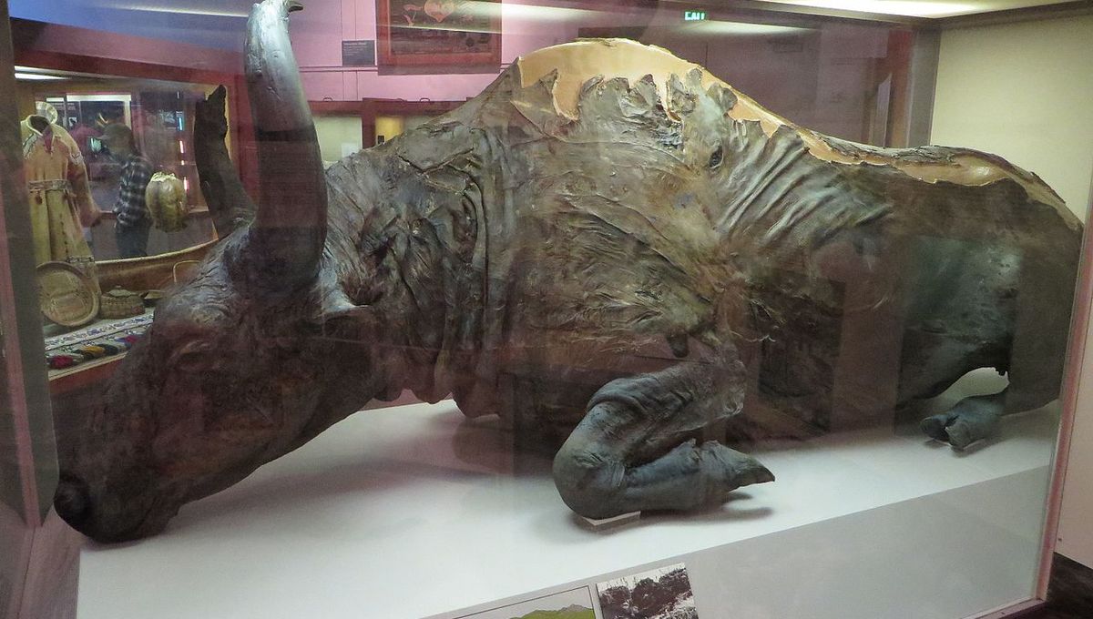 Menggali Aroma Pleistosen: Cara Ilmuwan Menikmati Bison 50.000 Tahun