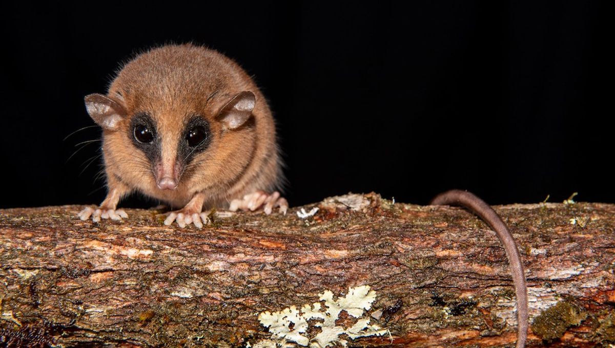 Spesies Opossum Baru yang Kecil dan Bermasker Ditemukan di Andes Peru