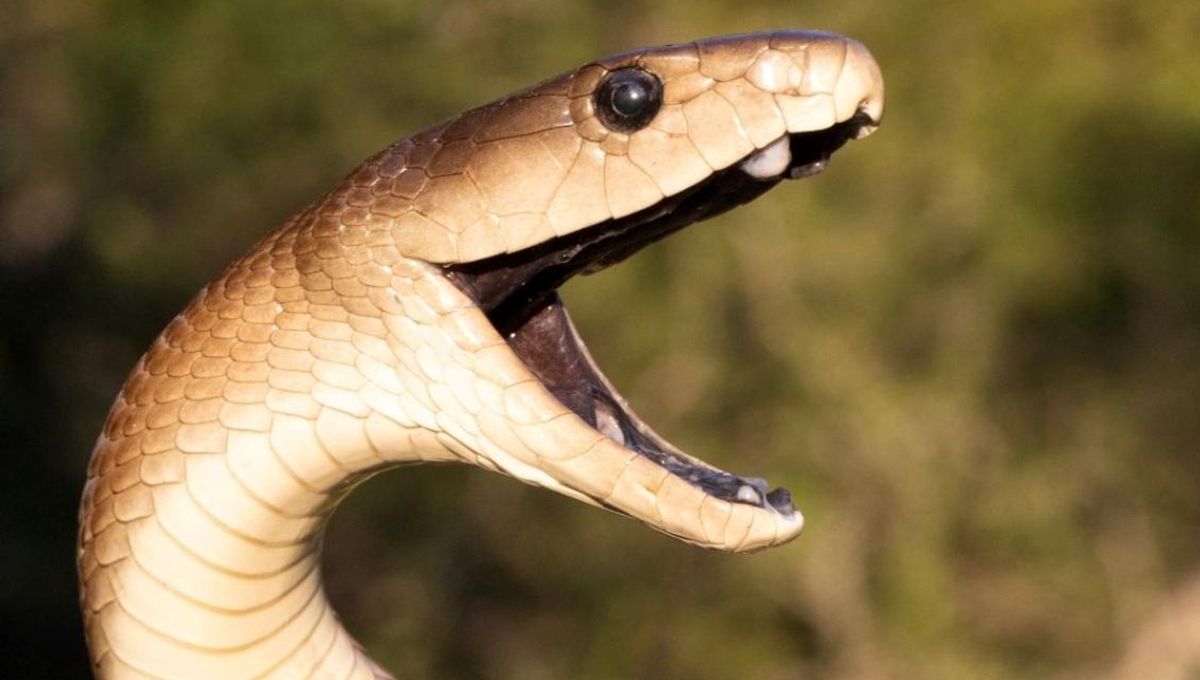 Tak Masalah, Kami Suka Kejutan: Mamba Hijau Timur Unik di Keluarga Berbisa