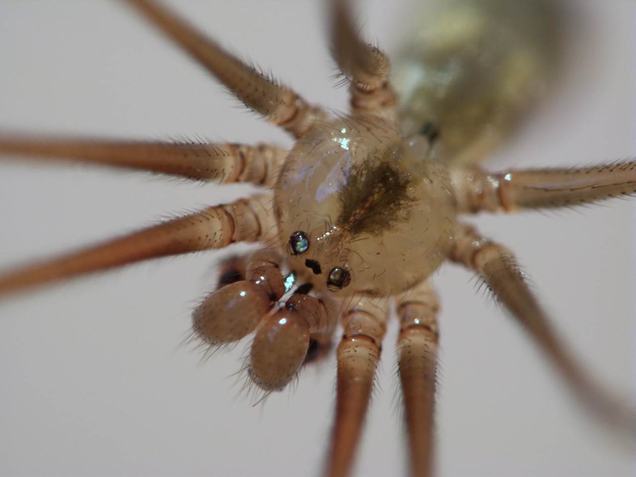 A close-up headshot of a spider from the Pholcidae family.