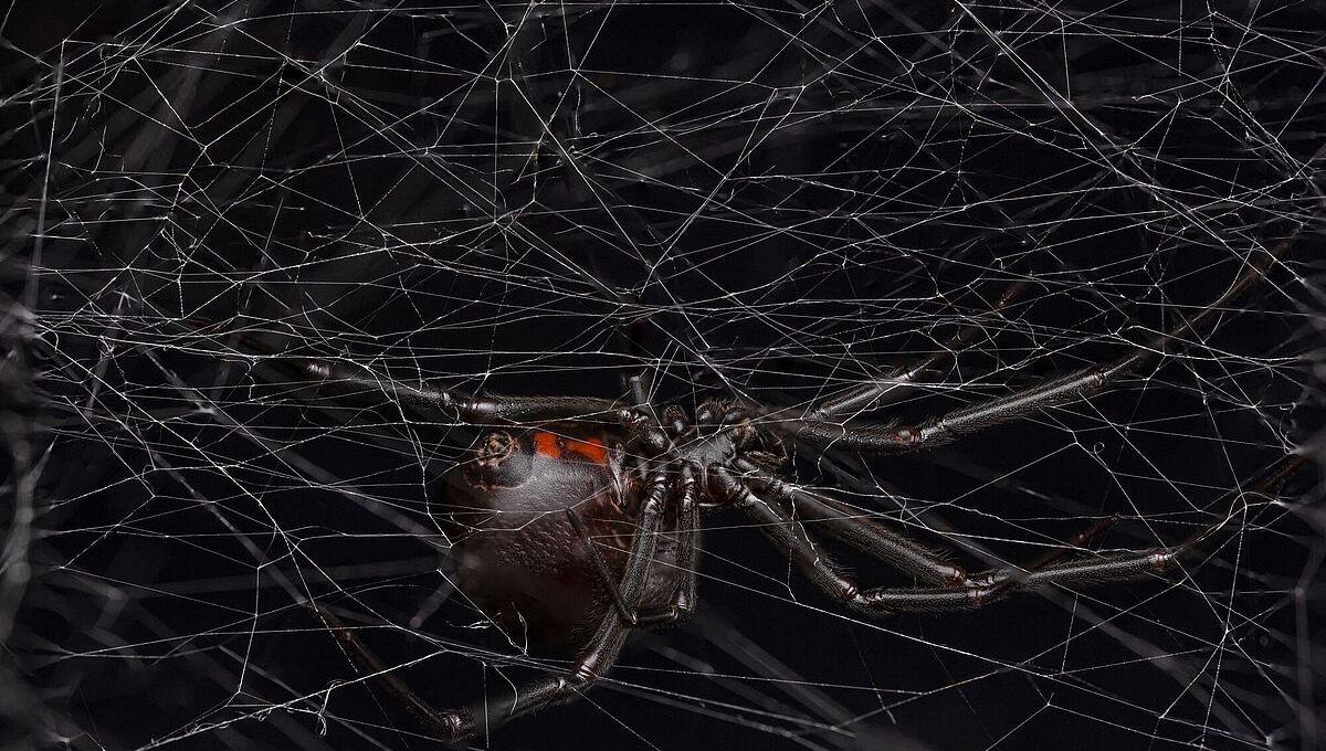 Janda Hitam Betina Barat Ciptakan Pheromone untuk Menarik Pasangan